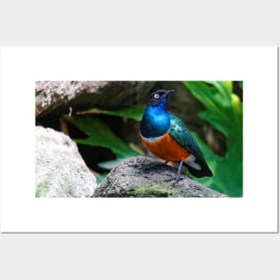 A Dashing Figure in Blue, Green, and Russet: African Superb Starling Posters and Art